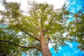 Best Tree and Shrub Care  in Shenandoah Farms, VA