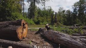 Best Tree Health Inspection  in Shenandoah Farms, VA