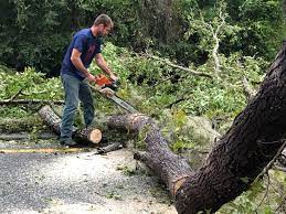 Best Leaf Removal  in Shenandoah Farms, VA