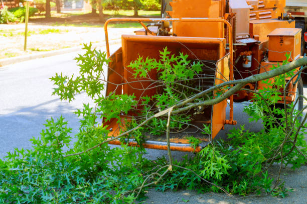 Best Emergency Tree Removal  in Shenandoah Farms, VA