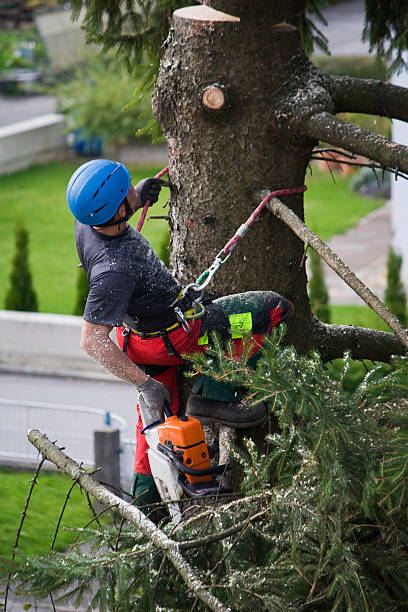 Best Tree Mulching  in Shenandoah Farms, VA