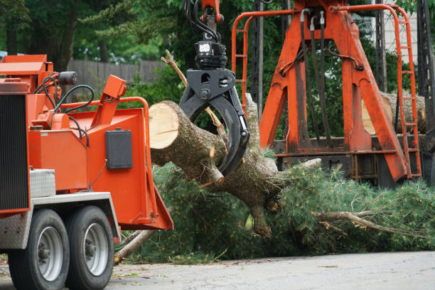 Best Pest Control for Lawns  in Shenandoah Farms, VA