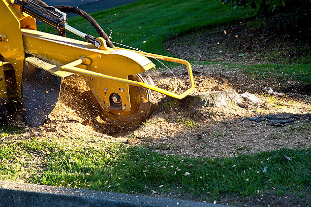 Best Tree Removal  in Shenandoah Farms, VA
