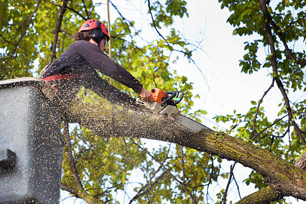 How Our Tree Care Process Works  in  Shenandoah Farms, VA