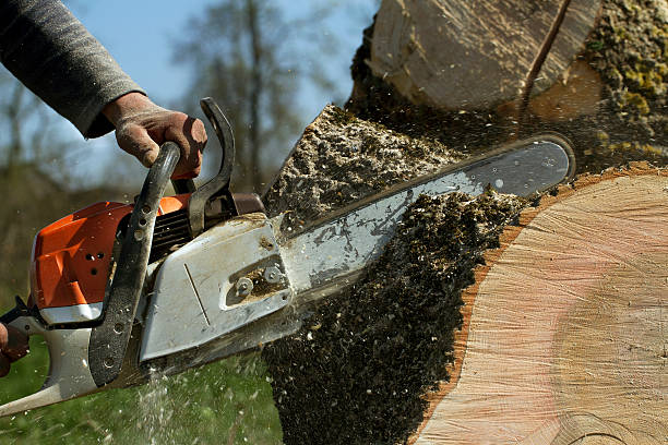 Best Tree Cabling and Bracing  in Shenandoah Farms, VA